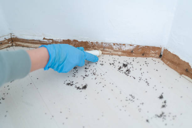 Trusted East Rockingham, NC Pest Control Experts